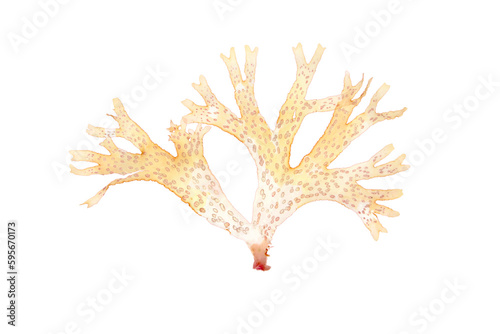 Decorative spotted seaweed isolated transparent png. Algae or aquatic plant. Cosmetics ingredient and medicine.
