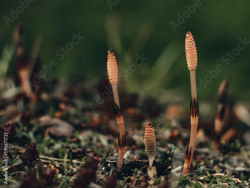 common in nature, mushrooms grow in green new grass and meadow, dog mushrooms on a long stem