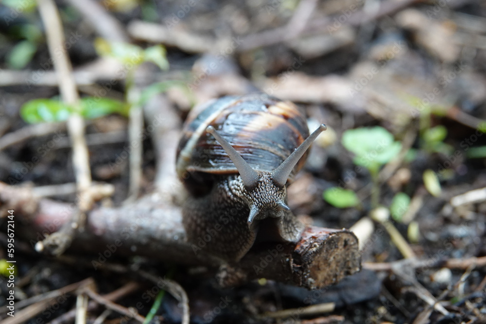 Un escargot sur un bout de bois dans un jardin