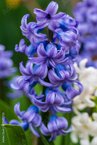Detail of blue flower of Hyacinthus orientalis plant © Denis