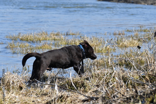 A black dog walks through the shallows water