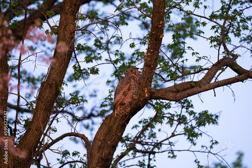 Adult Great Horned Owl perched in a tree