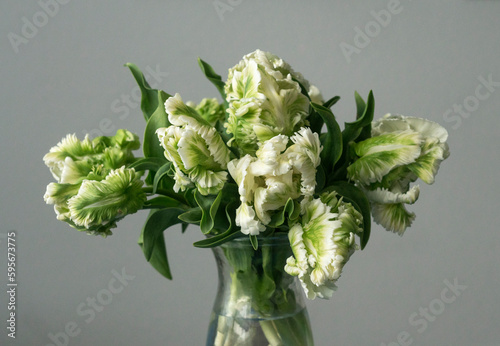 Papageientulpen  vor grauem Hintergrund