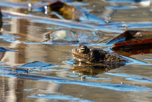 Common toad (Bufo bufo, from Latin bufo "toad") in a pond.