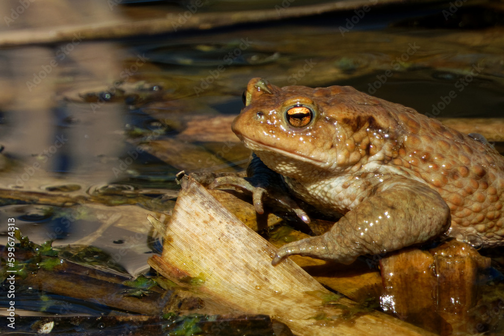 Common toad (Bufo bufo, from Latin bufo Common toad (Bufo bufo, from Latin bufo