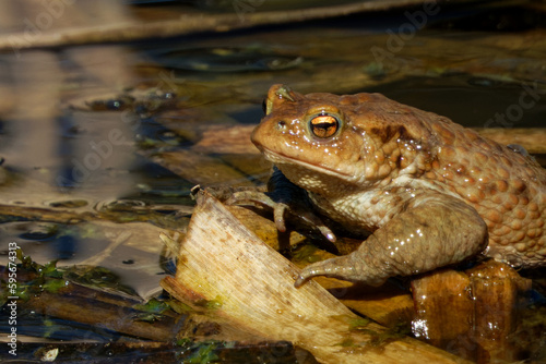 Common toad (Bufo bufo, from Latin bufo 