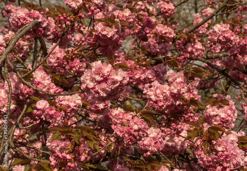 Fototapeta Naklejka Na Ścianę i Meble -  Ros blühende Bäume im Frühling, Ausschnitte