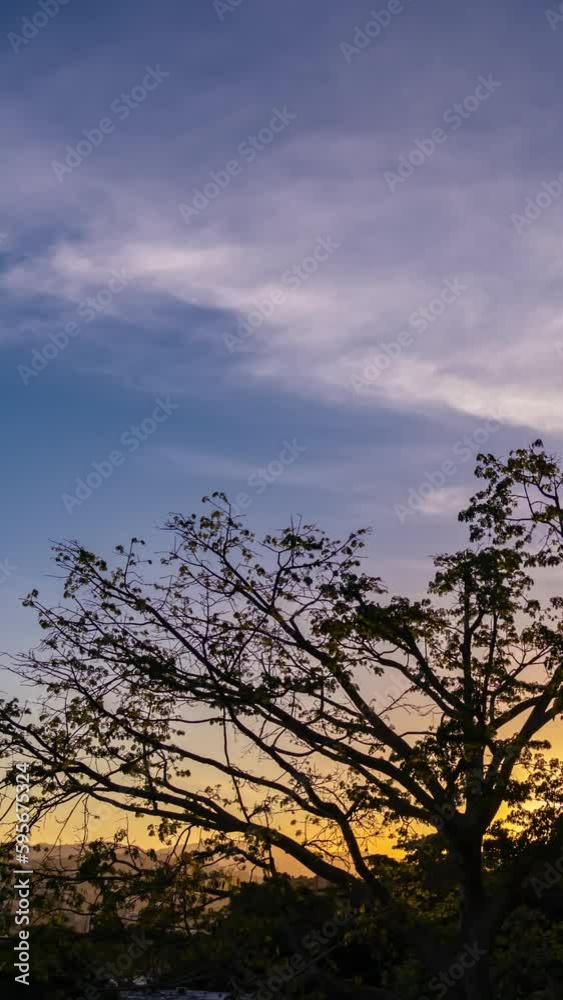 Time lapse of lush tree against sunlight during colorful sunset. Time lapse of lush tree against sunlight during colorful sunset.