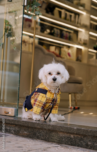 cute dog in italy 