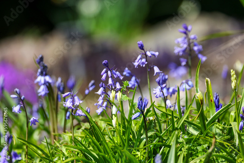 Photography Bluebells, pretty blue flowers, flowering during Spring