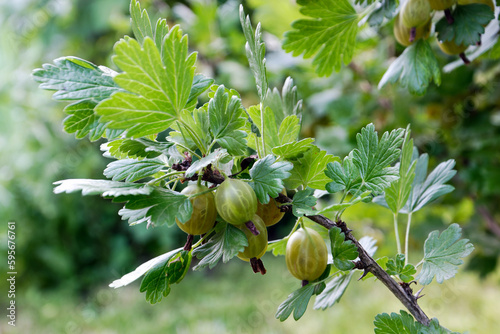 Close-up of vibrant green gooseberries on a branch, ripe gooseberry