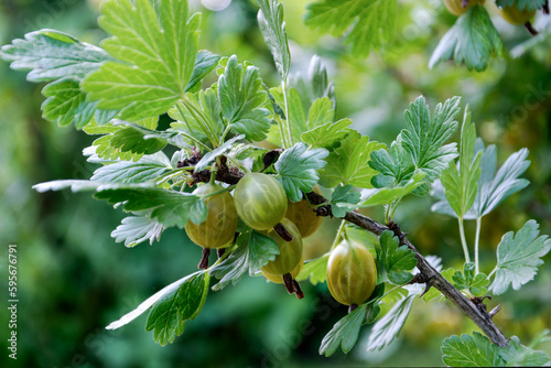 Close-up of vibrant green gooseberries on a branch, ripe gooseberry