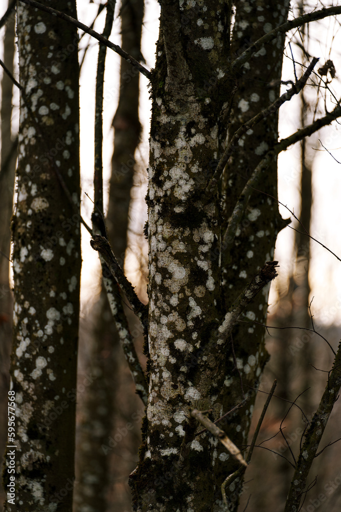 Fototapeta premium nature plants trees forest in switerland