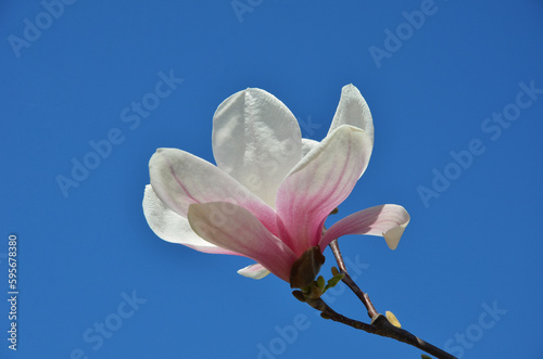 Magnolia denudata 'Forrest's Pink' (Yulan Magnolia ) blooming flower isolated against bright blue sky. Gardening concept. Free copy space.