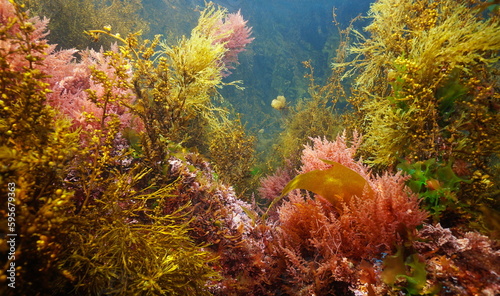 Various marine algae underwater in the sea, Atlantic ocean, natural scene, Spain, Galicia