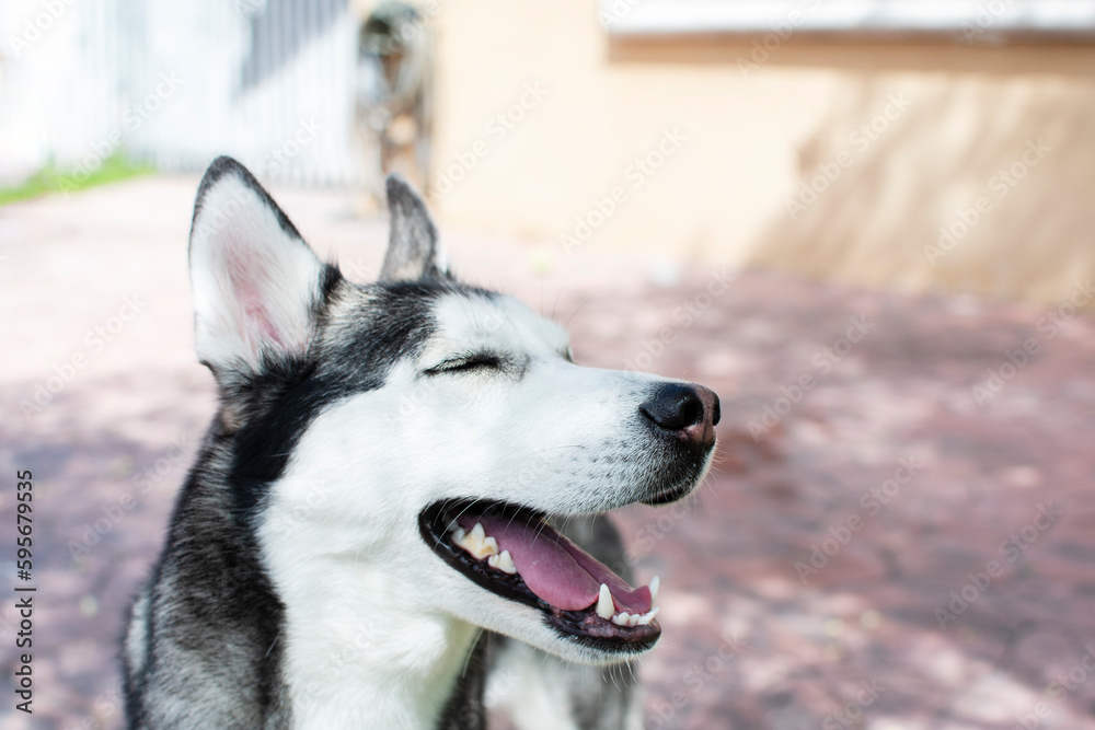 Siberian Husky portrait with open mouth on a summer day. Dog portrait. Husky breed. Blue-eyed dog.  Beautiful Siberian husky black and white color with blue eyes.