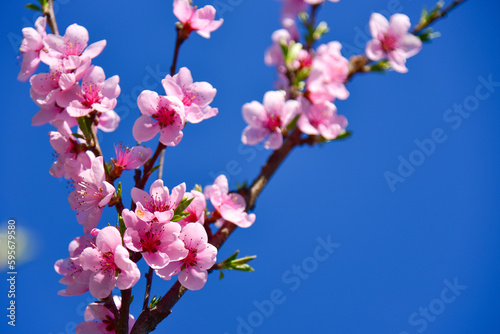 Branch of a flowering tree in spring against a blue sky.