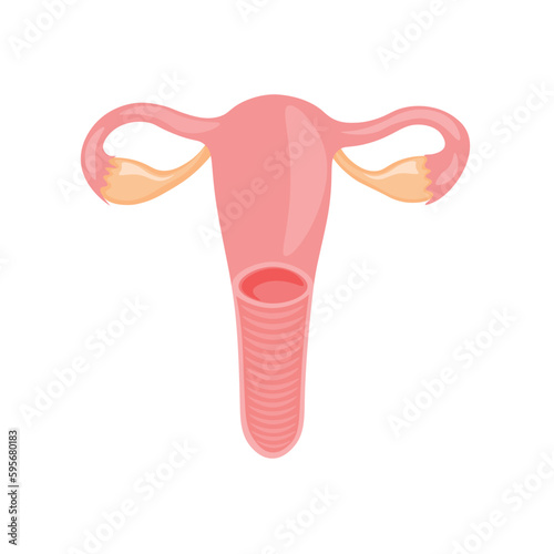 The human uterus is an internal reproductive organ, woman, organism, uterus ovaries, biology, anatomy, female, vector, illustration, isolated