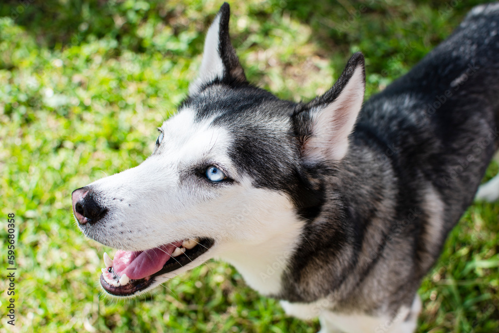 Siberian Husky portrait with open mouth on a summer day. Dog portrait. Husky breed. Blue-eyed dog.  Beautiful Siberian husky black and white color with blue eyes.