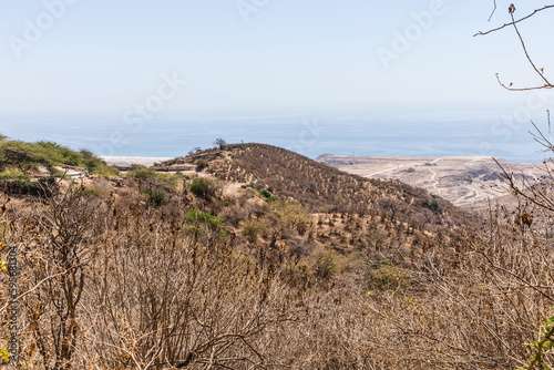 Baobab Grove near Salalah  Sultanate of Oman