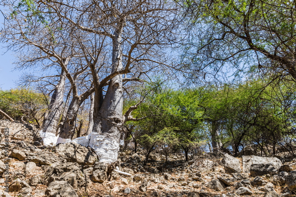 Baobab Grove near Salalah, Sultanate of Oman Baobab Grove near Salalah, Sultanate of Oman