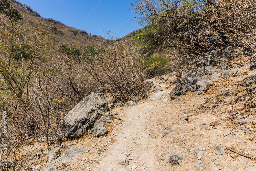 Naklejka premium Baobab Grove near Salalah, Sultanate of Oman