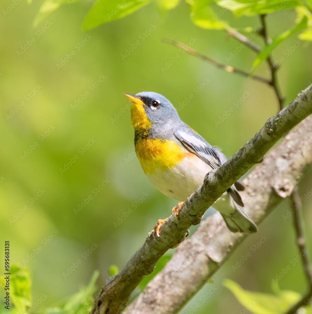 Northern parula (Setophaga americana) in a tree during spring migration in Galveston, Texas
Northern parula (Setophaga americana) in a tree during spring migration in Galveston, Texas
