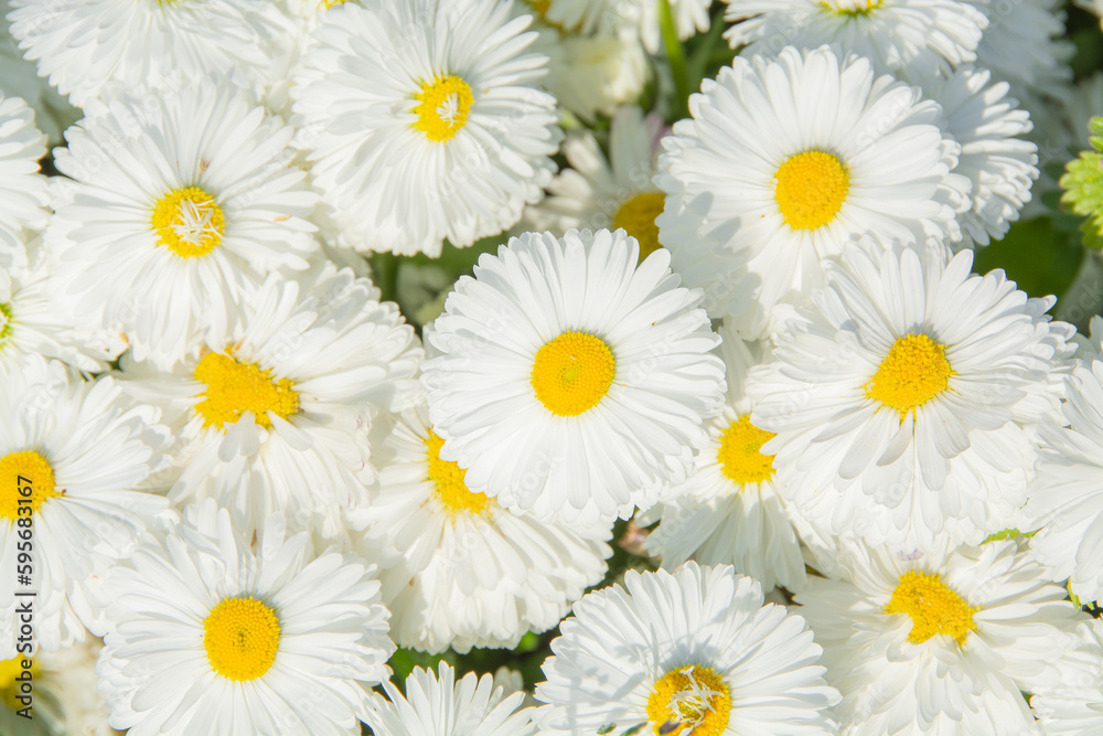 Daisy, Chamomile Flower. Beautiful daisy background. Daisy, Chamomile Flower. Beautiful daisy background.