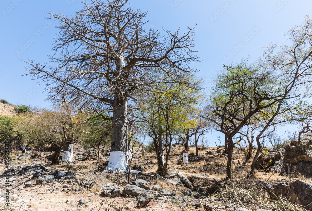 Baobab Grove near Salalah, Sultanate of Oman Baobab Grove near Salalah, Sultanate of Oman