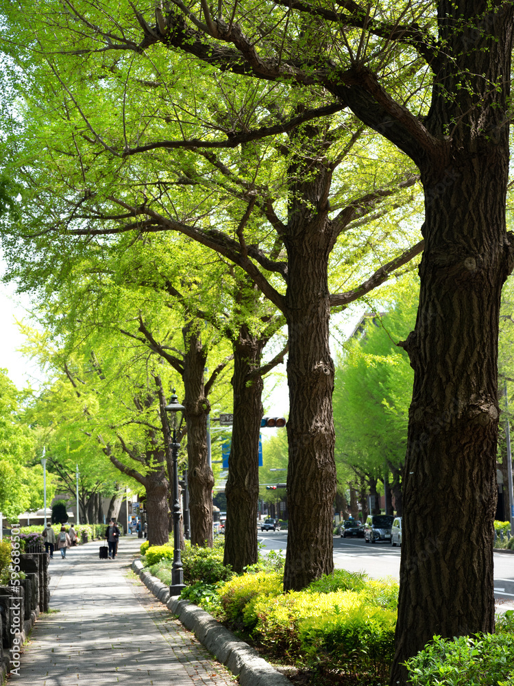 Fototapeta premium 横浜 山下公園通りのイチョウ並木。2023年４月、神奈川県横浜市にて撮影。