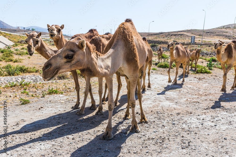 Camels grazing near the road near Salalah,  Sultanate of Oman