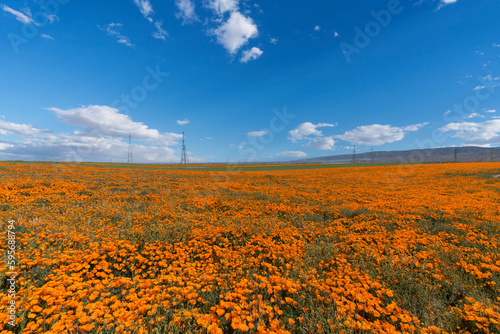 Poppy wildflower super bloo...