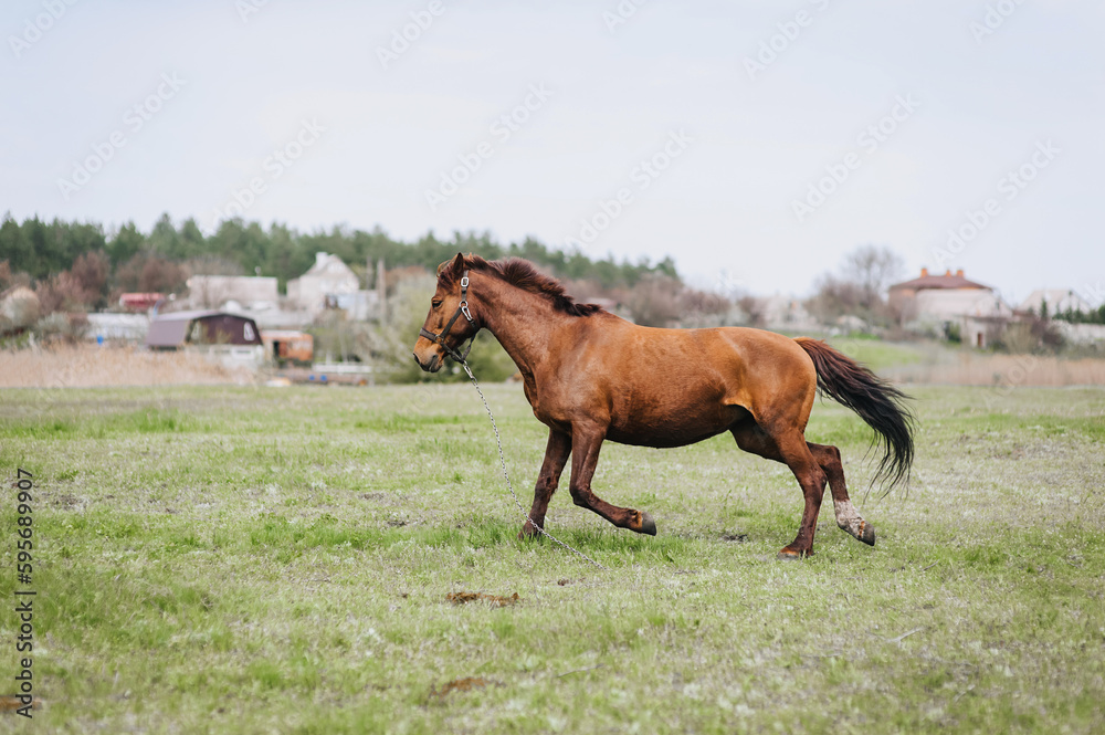 Fototapeta premium Beautiful young fast strong brown horse, stallion runs in a meadow with green grass in a pasture, nature. Animal photography, portrait, wildlife.