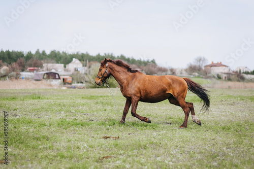 Beautiful young fast strong brown horse, stallion runs in a meadow with green grass in a pasture, nature. Animal photography, portrait, wildlife.