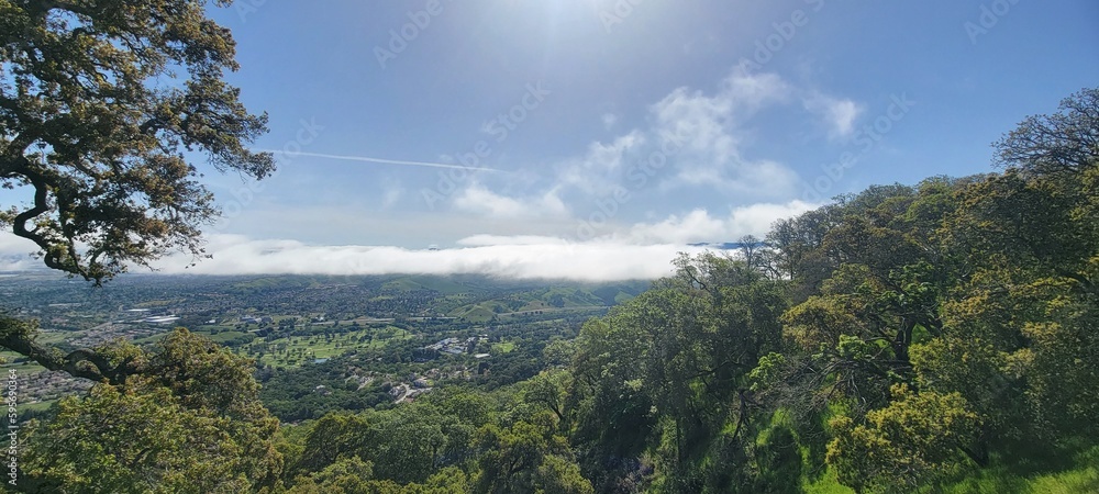 Obraz premium forest in the mountains