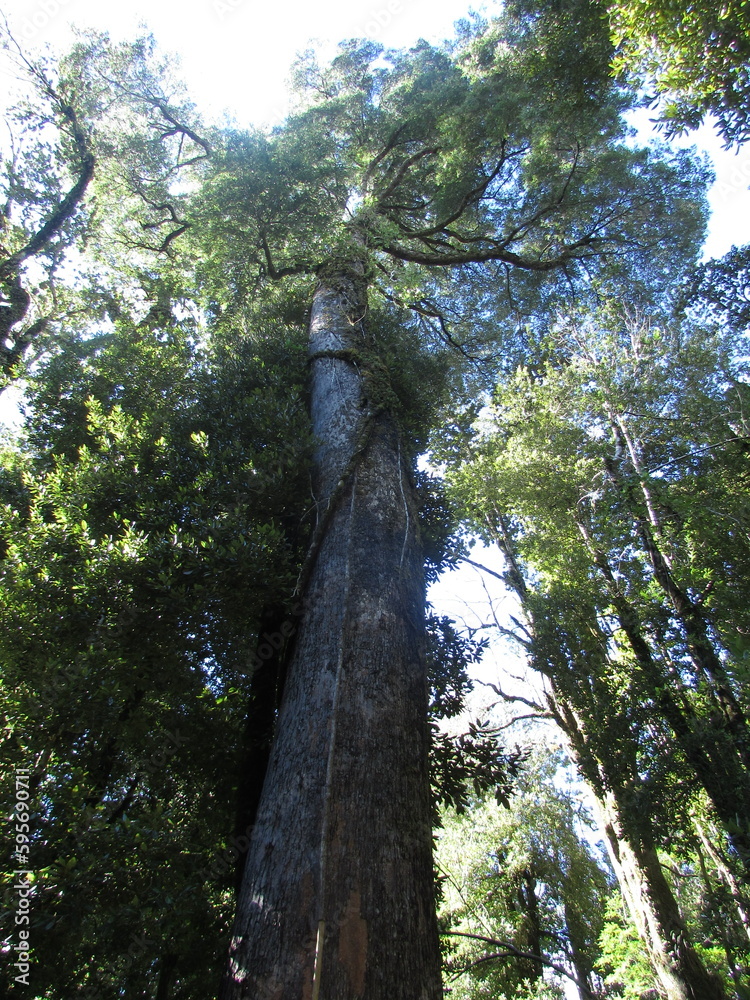 Fototapeta premium trees in the forest