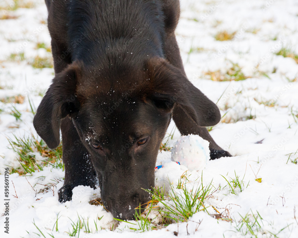 super cute beautiful puppy dig in the snow searing his toy super cute beautiful puppy dig in the snow searing his toy