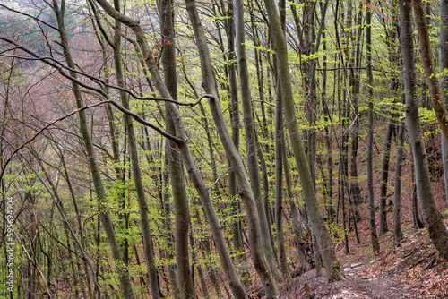 Beech Forest near village of Zasele at Balkan Mountains  Bulgaria