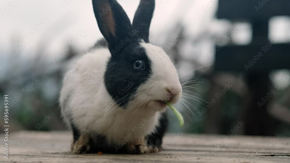 Rabbit chewing green leaves salad with its teeth and moving its nose, Feeding farm bunny on nature.