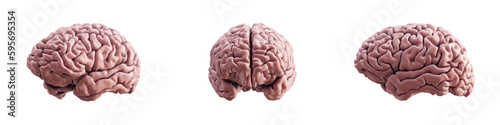 Human brain from multiple angles isolated on transparent background. 3D rendering