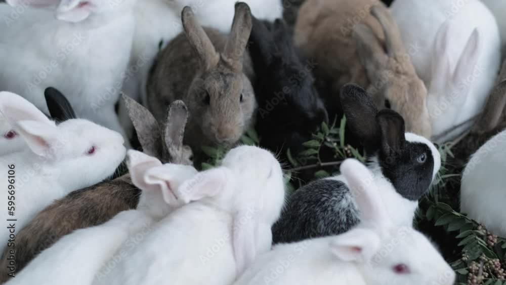 Feeding farm Rabbits in cage, lot of bunnies chewing carrots and leaves