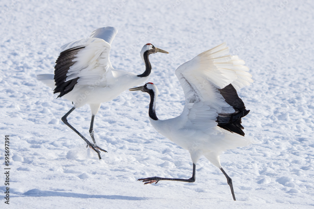 Obraz premium Japanese Red-Crowned Cranes Perform Mating Dance in Hokkaido