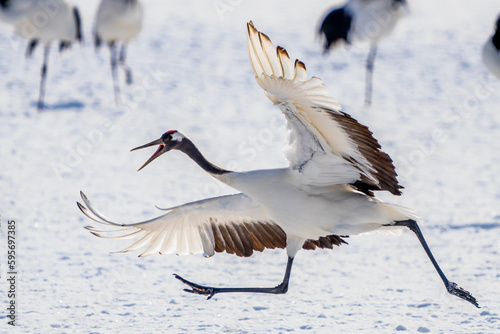 Japanese Red-Crowned Cranes Perform Mating Dance in Hokkaido