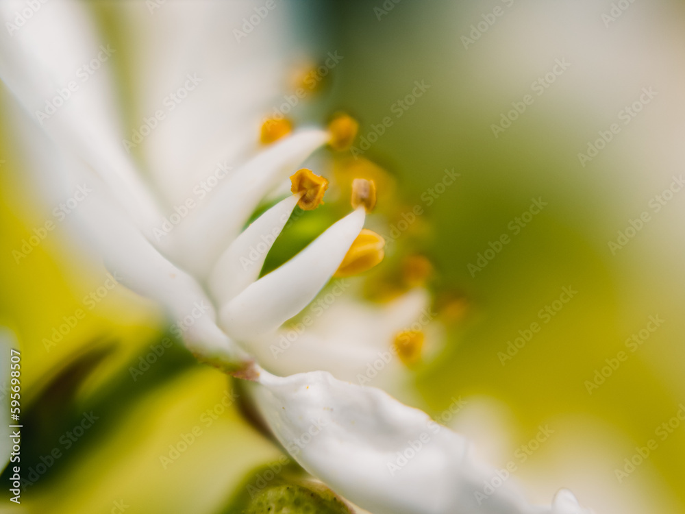 close up of a white flower close up of a white flower