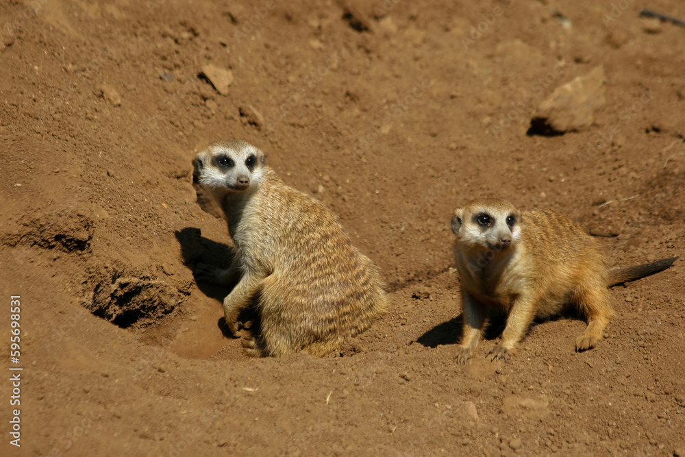 The meerkat is a colonial carnivorous mammal, 24 to 30 cm long, native to Africa.