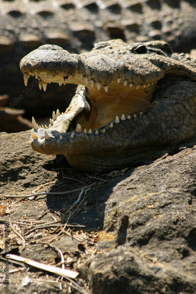 Obraz premium Crocodiles are a group of reptiles with bony scales that inhabit swamps and water bodies in warm regions.