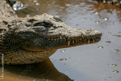 Crocodiles are a group of reptiles with bony scales that inhabit swamps and water bodies in warm regions.