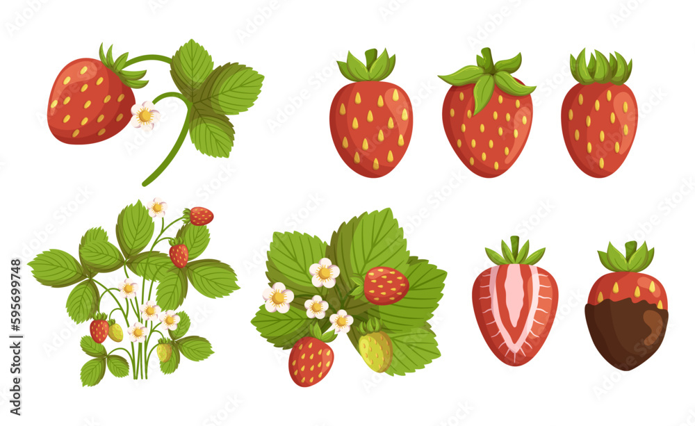 Set Of Strawberry Sweet, Juicy Red Berries With Small Seeds And Green Leafy Tops, Used In Desserts, And Drinks Set Of Strawberry Sweet, Juicy Red Berries With Small Seeds And Green Leafy Tops, Used In Desserts, And Drinks