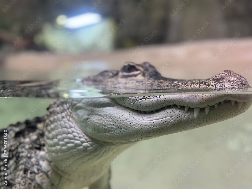 Fototapeta premium American crocodile underwater impressive photography