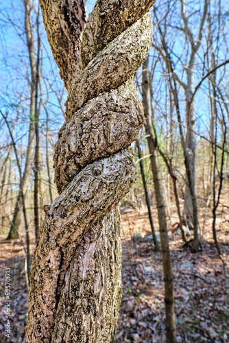 Fotografie Asiatic bittersweet vine strangling a tree by wrapping tightly around it